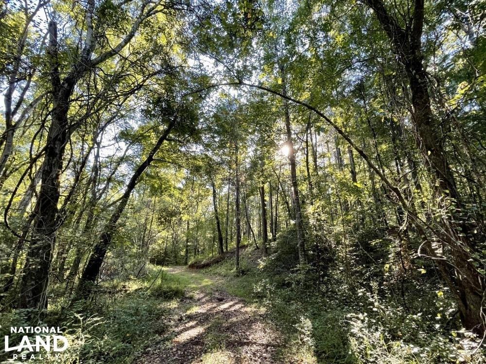 The Springhill Lake Timber And Hunting Investment Joe Baya National