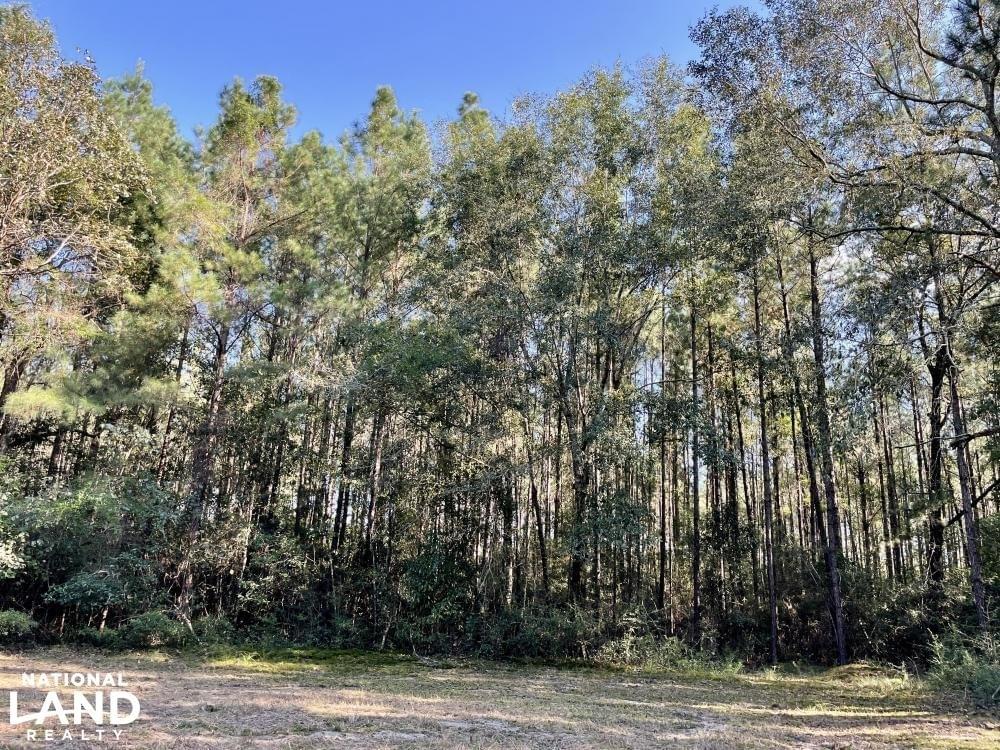 Escatawpa River Timber and Hunting Investment Joe Baya National