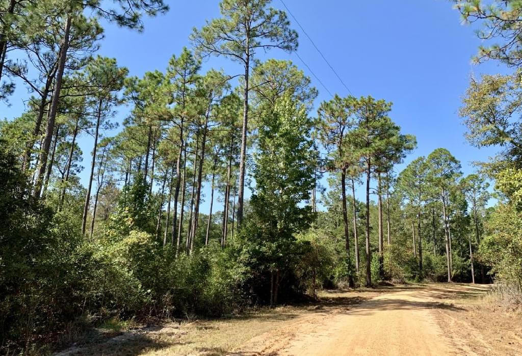 Florida Timber Land For Sale Joe Baya National Land Realty