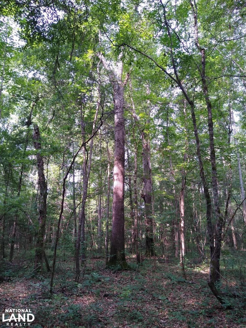 Camp Site adjacent to Barbour WMA Joe Baya National Land Realty