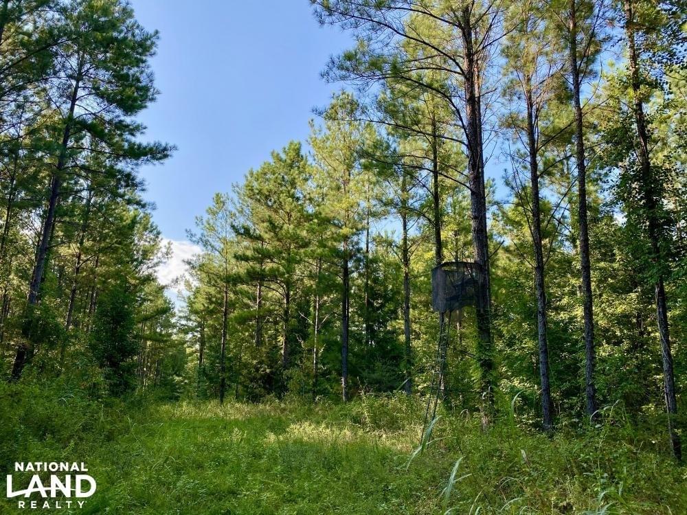 Alabama Hunting Land For Sale Joe Baya National Land Realty