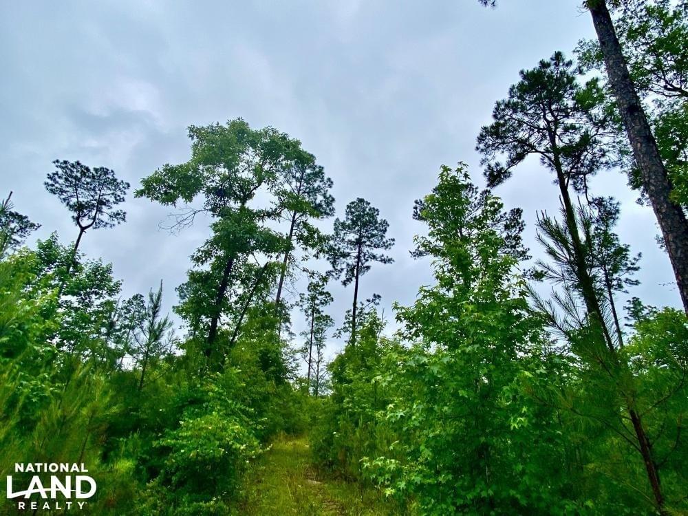 Laton Hill Escatawpa River Tract Joe Baya National Land Realty