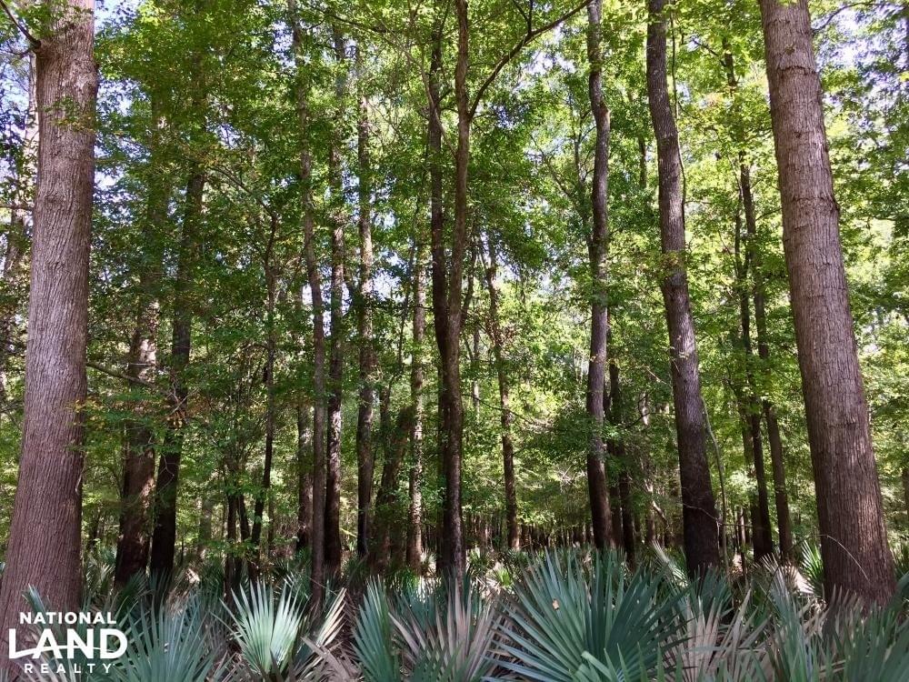 Tombigbee River Upper State Game Sanctuary Tract Joe Baya National