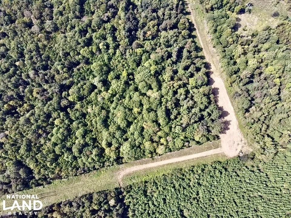 Black Warrior River Demopolis Hunting & Timber Investment Joe Baya