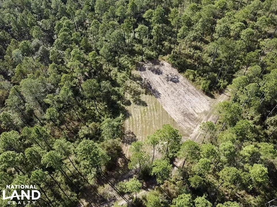 Alabama Hunting Land For Sale Joe Baya National Land Realty