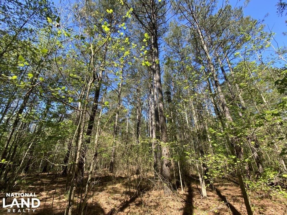 Blue Springs Natural Spring Joe Baya National Land Realty