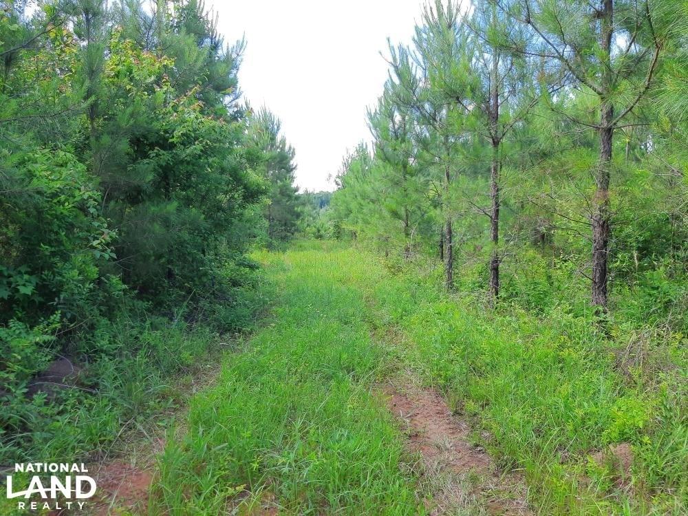 Camden Hunting and Investment Joe Baya National Land Realty