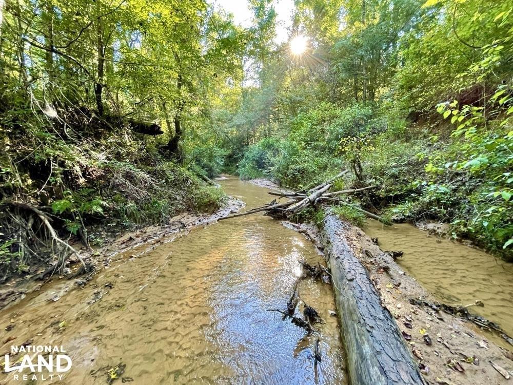 The Springhill Lake Timber And Hunting Investment Joe Baya National