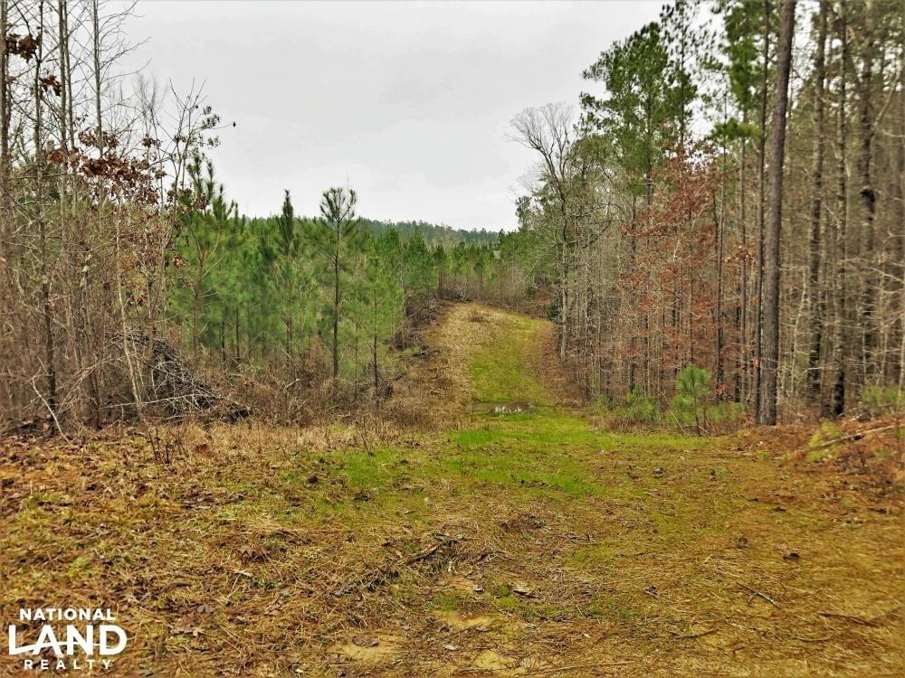 Vance Timber Investment and Hunting Tract Joe Baya National Land Realty