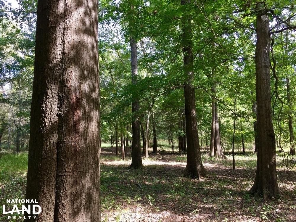 Tombigbee River Upper State Game Sanctuary Tract Joe Baya National