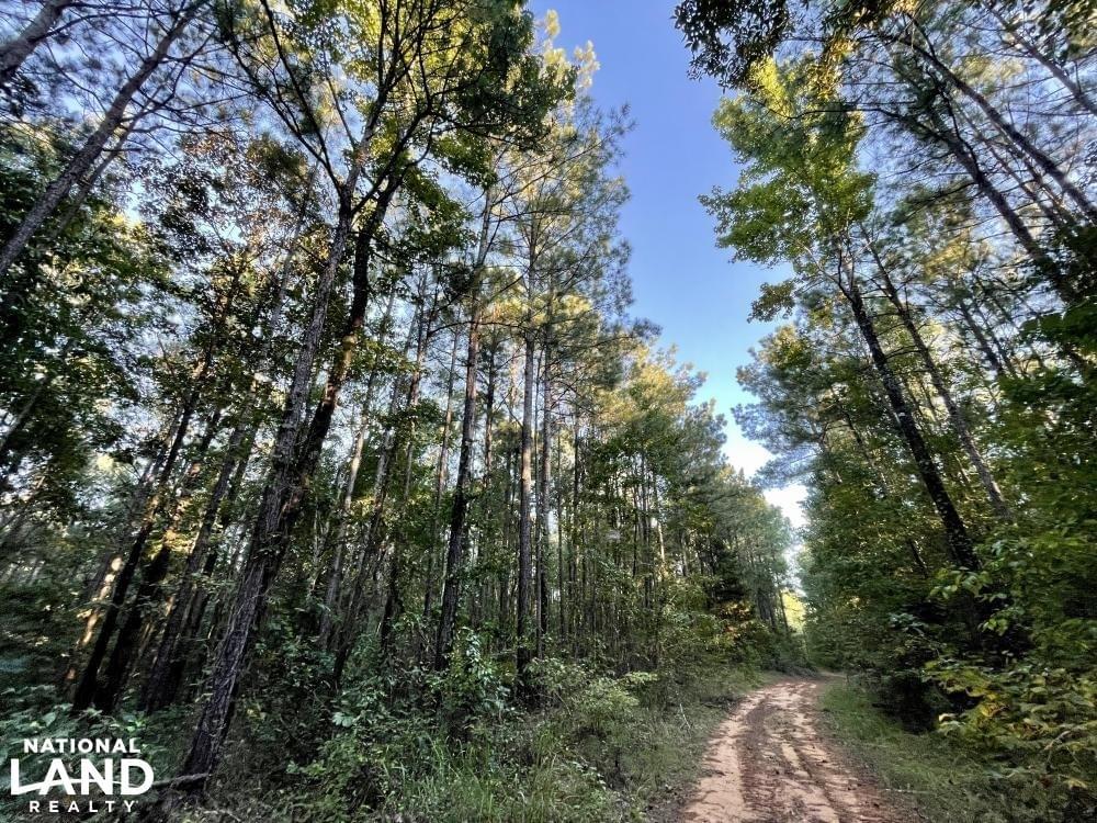 The Springhill Lake Timber And Hunting Investment Joe Baya National