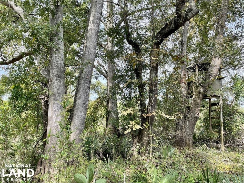 Black Warrior River Demopolis Hunting & Timber Investment Joe Baya